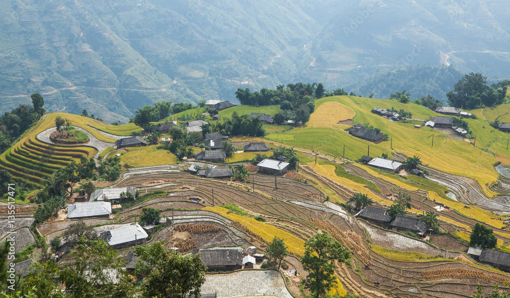 Typical image of an Asian village landscape in a rural area with paddy field in time of harvest under the yellow sunlight of autumn.