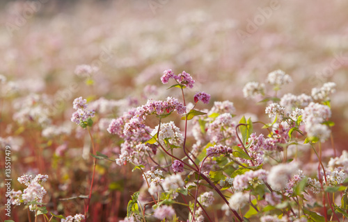 Foto Close up of purple buckwheat (Tam Giac Mach in Vietnamese) flower in Ha Giang province, far north of Vietnam