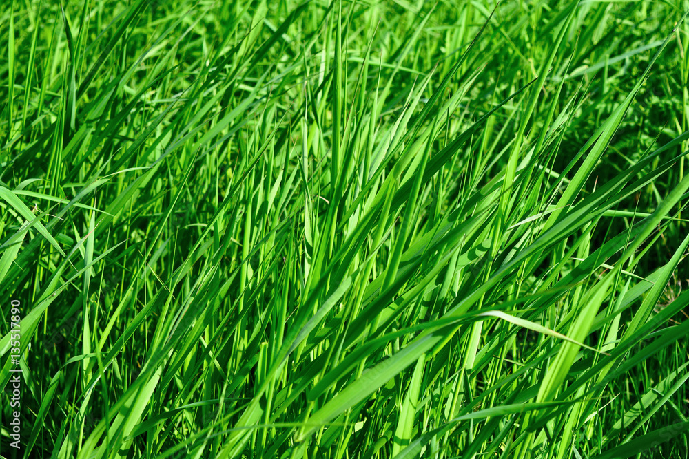 Bright long green grass summer background. Bright long green grass summer background.