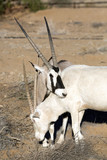 Albino Oryx