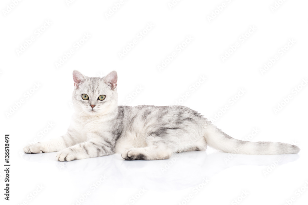 Naklejka premium cat lying at looking at camera