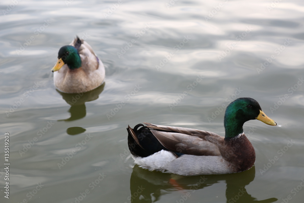 Obraz premium PATOS DEL PARQUE