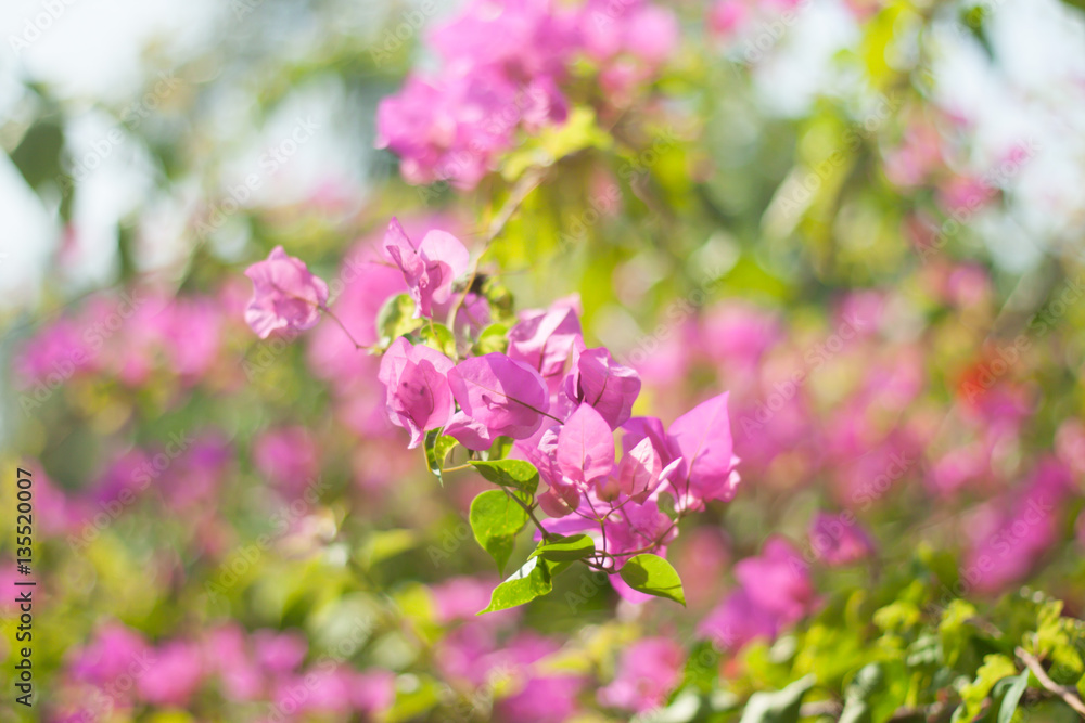 bougainvillea bougainvillea