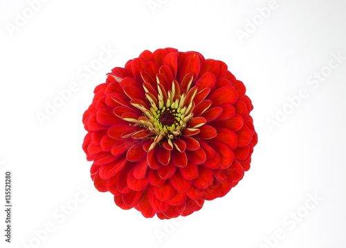 Fotografi Red zinnia flower isolated