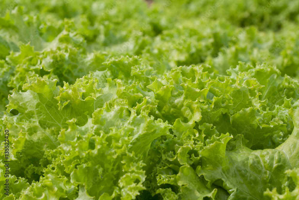 abstract Background green leafy vegetables. lettuce. abstract Background green leafy vegetables. lettuce.