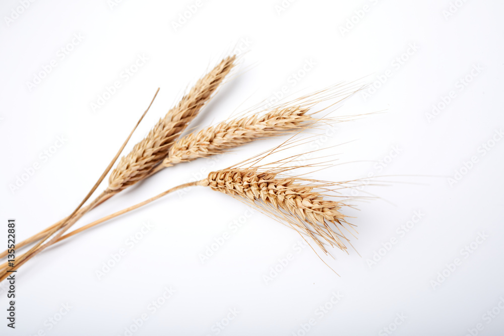 cereal plant on the white