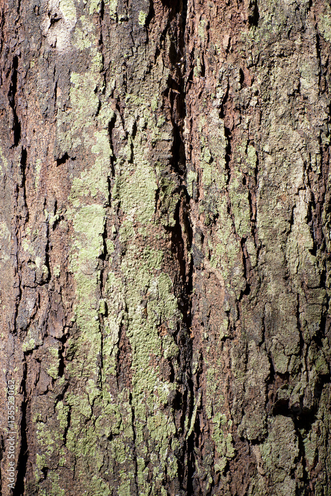 Rough bark with green lichen near Kuranda Rough bark with green lichen near Kuranda