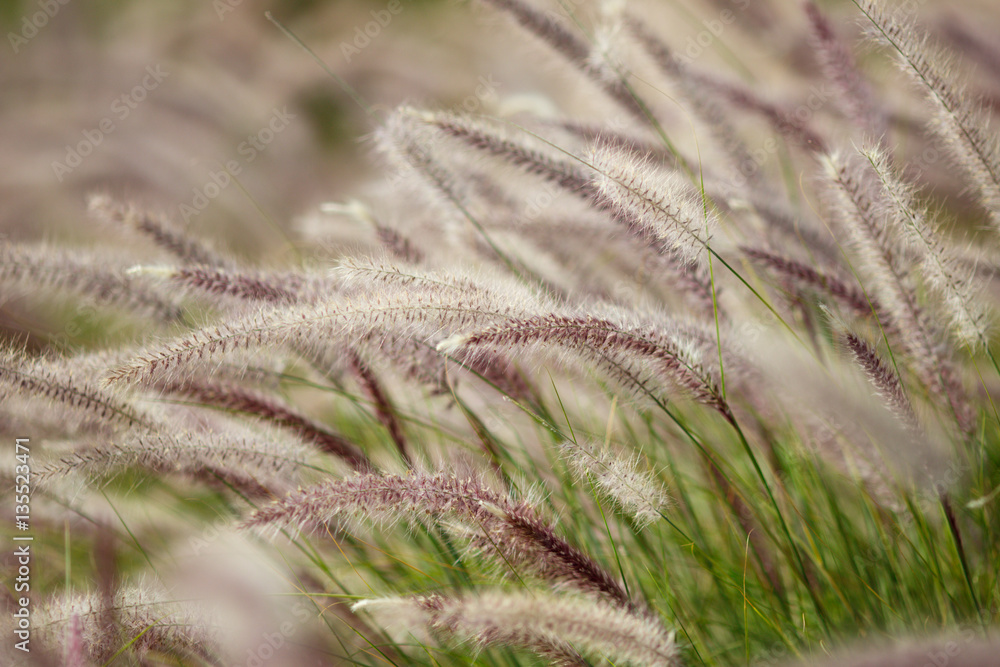 Bushy grass on wind Bushy grass on wind