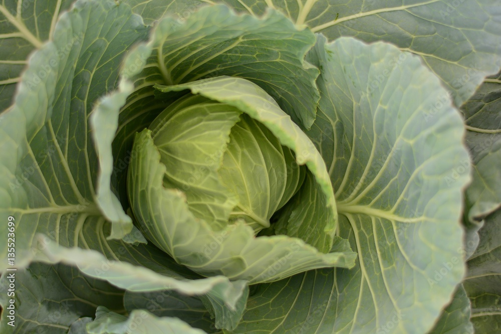 Obraz premium Cabbage growing in a farmer's field.