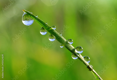 Fresh green spring grass with dew drops closeup.