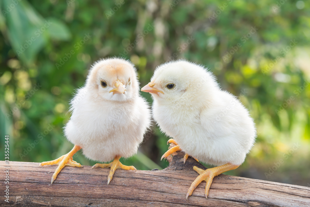 Chicks morning sun Chicks morning sun
