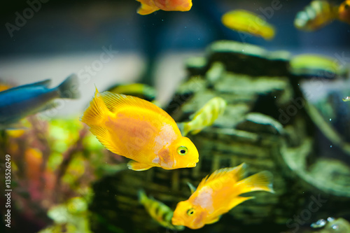 aquarium cichlid exotic fish. flock of sea yellow orange fish swimming in an aquarium photo