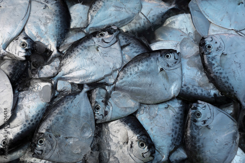 Razor moonfish (mene maculata) raw fish photo