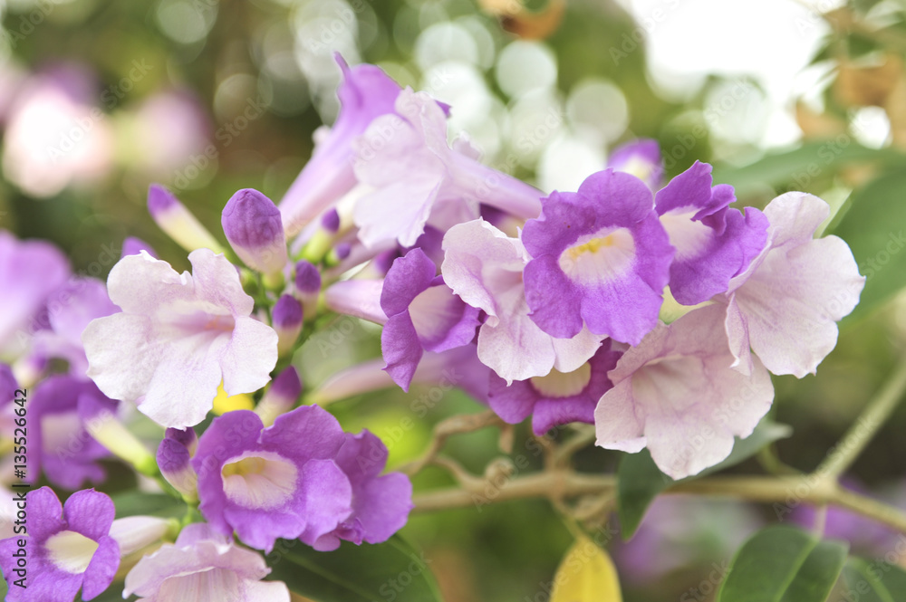 Obraz premium Garlic vine violet flower selective focus point