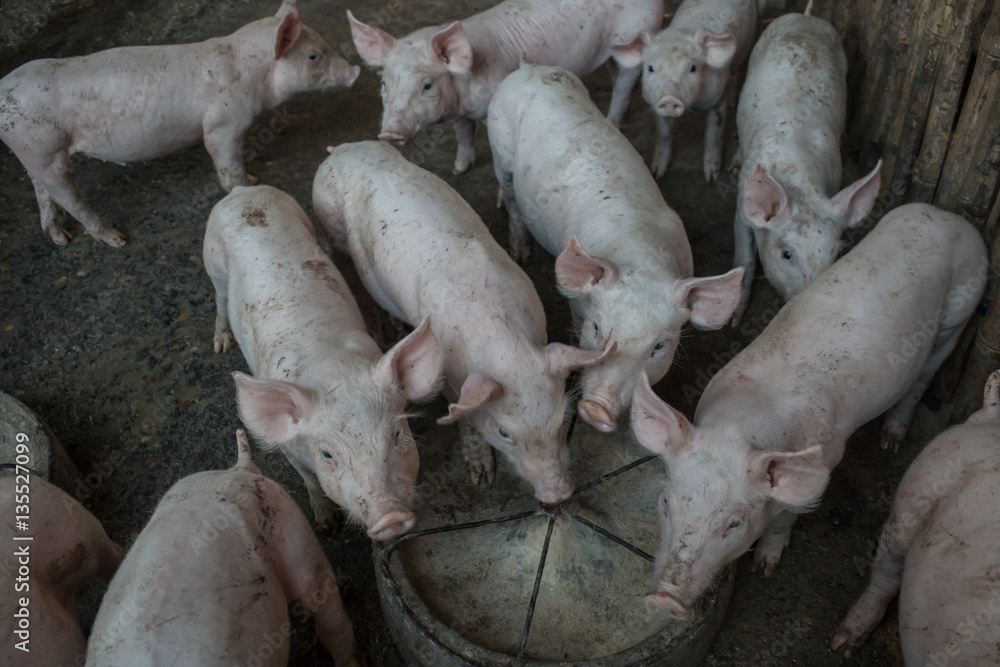 Pig Farm, piggy. Pig Farm, piggy.