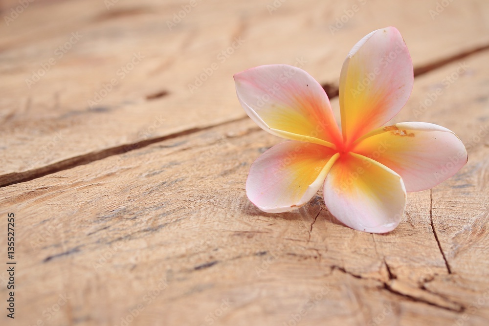 Plumeria flower