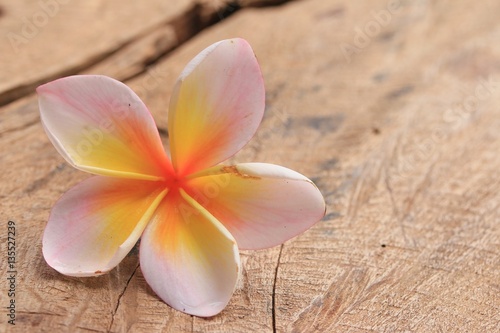 Plumeria flower