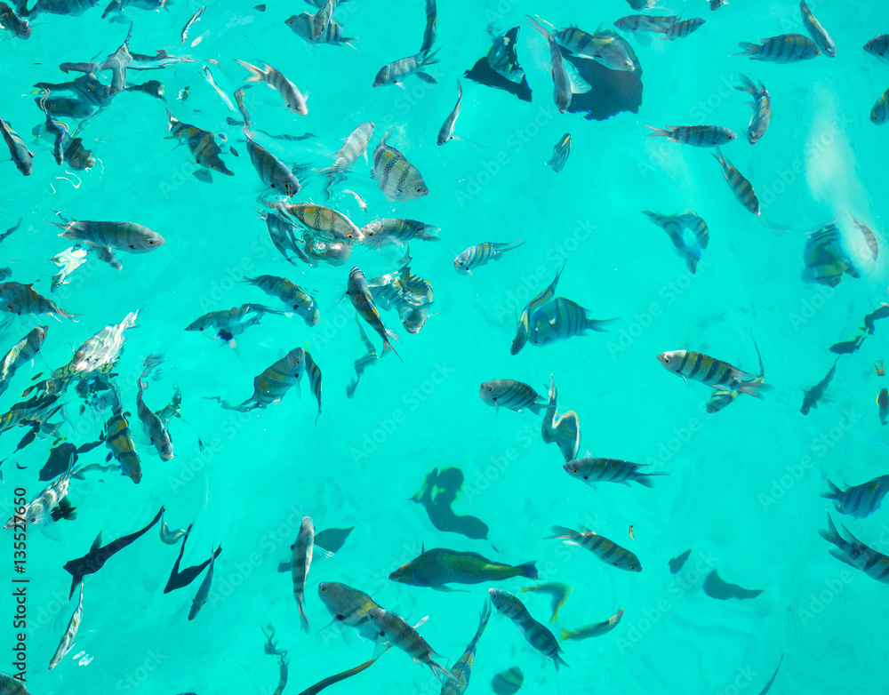 Variety tropical fish. Underwater world. Top view Variety tropical fish. Underwater world. Top view