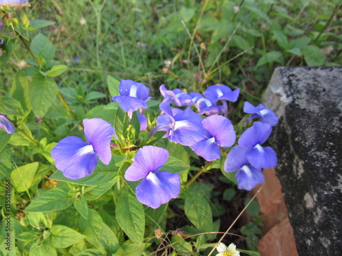 Otacanthus caeruleus or Brazilian snapdragon or Amazon blue flower. photo