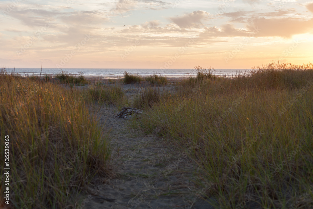 beach grass at twilight beach grass at twilight