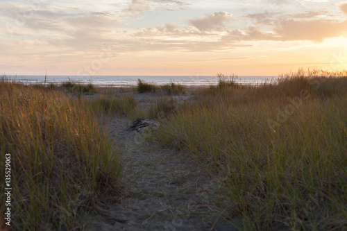 beach grass at twilight