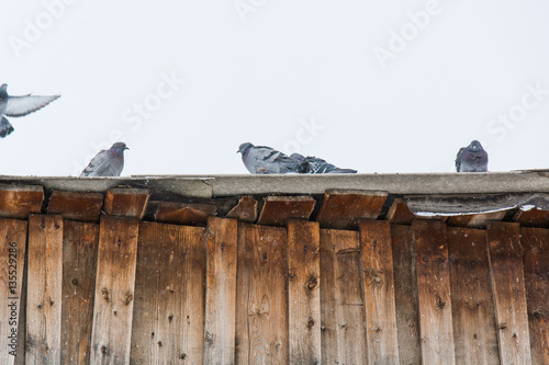 Pigeons on a roof, are heated