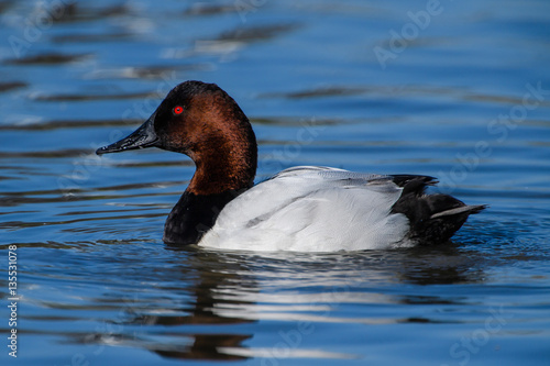 Canvasback duck male swimming in lake