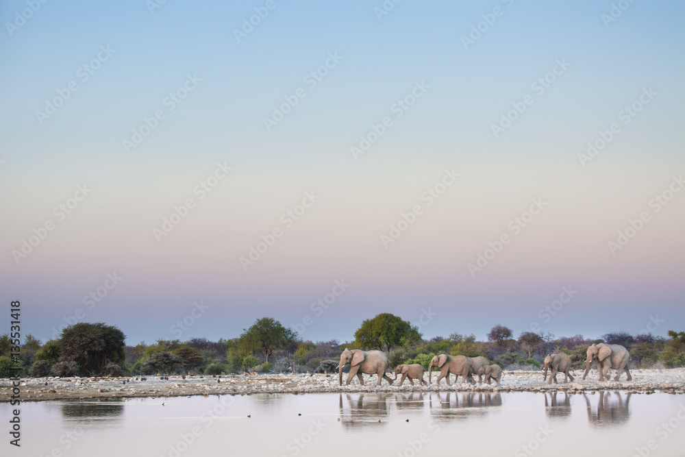 African Elephant in Etosha National Park. African Elephant in Etosha National Park.