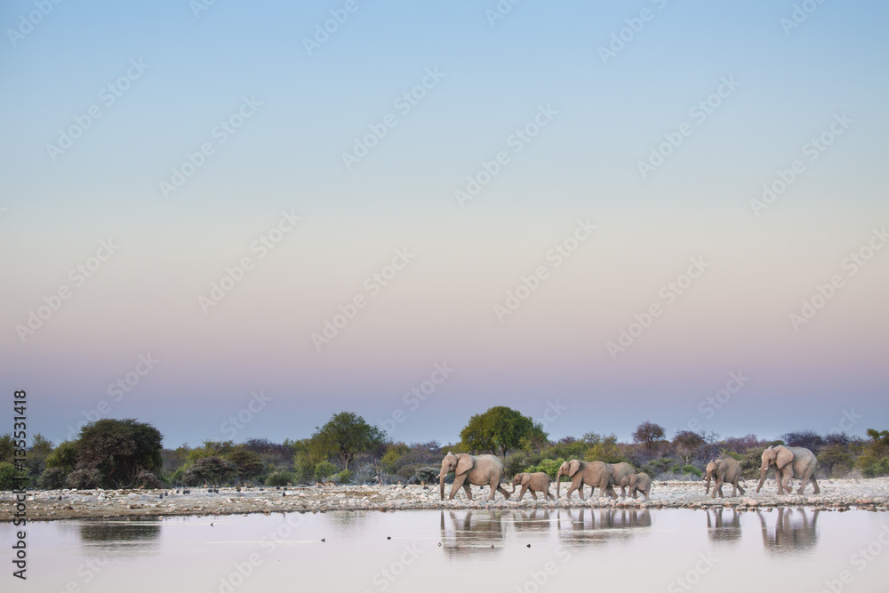 African Elephant in Etosha National Park.