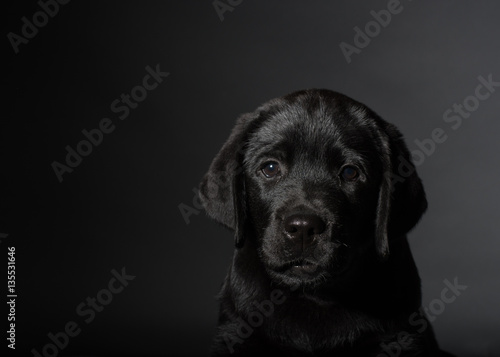 black puppy labrador © Dave Studio