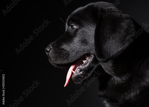 black puppy labrador profile © Dave Studio