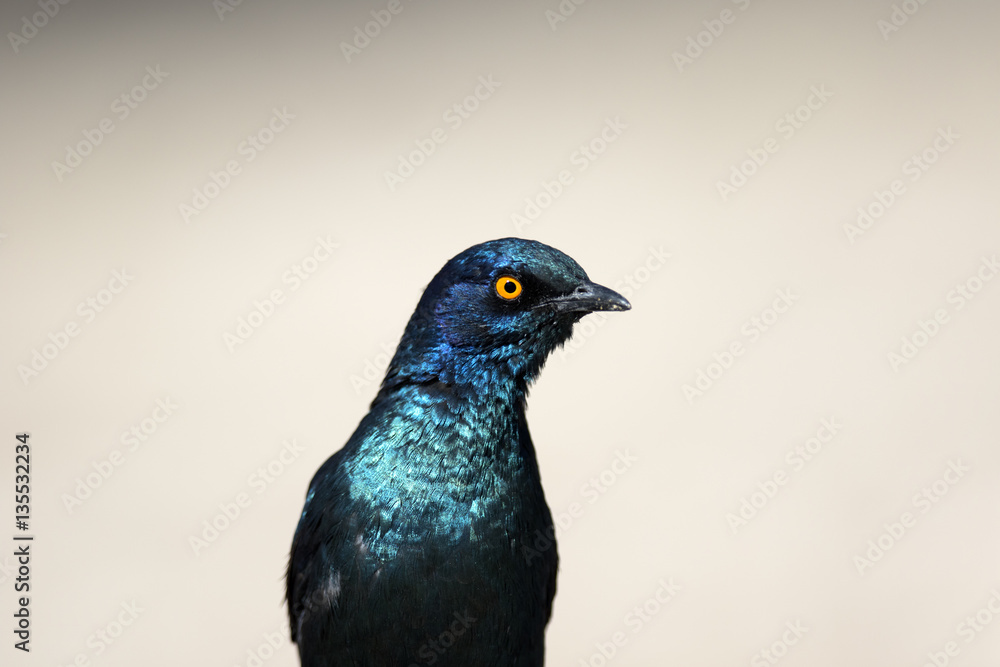 Glossy Starling Glossy Starling
