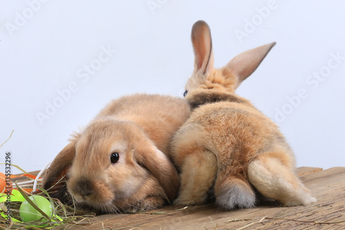 pair of rabbits