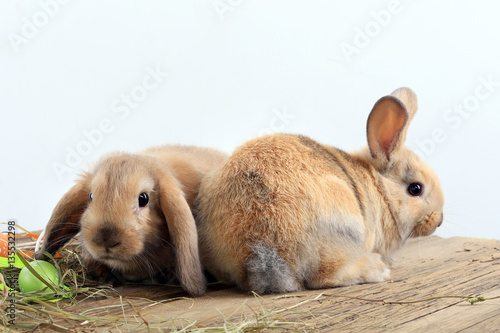 pair of rabbits