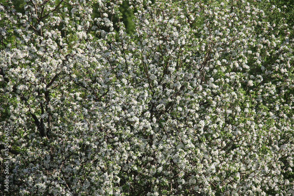 Fototapeta premium apple tree in bloom