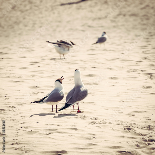 Gulls on the beach, Polish Baltic coast