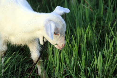 goatling on a meadow