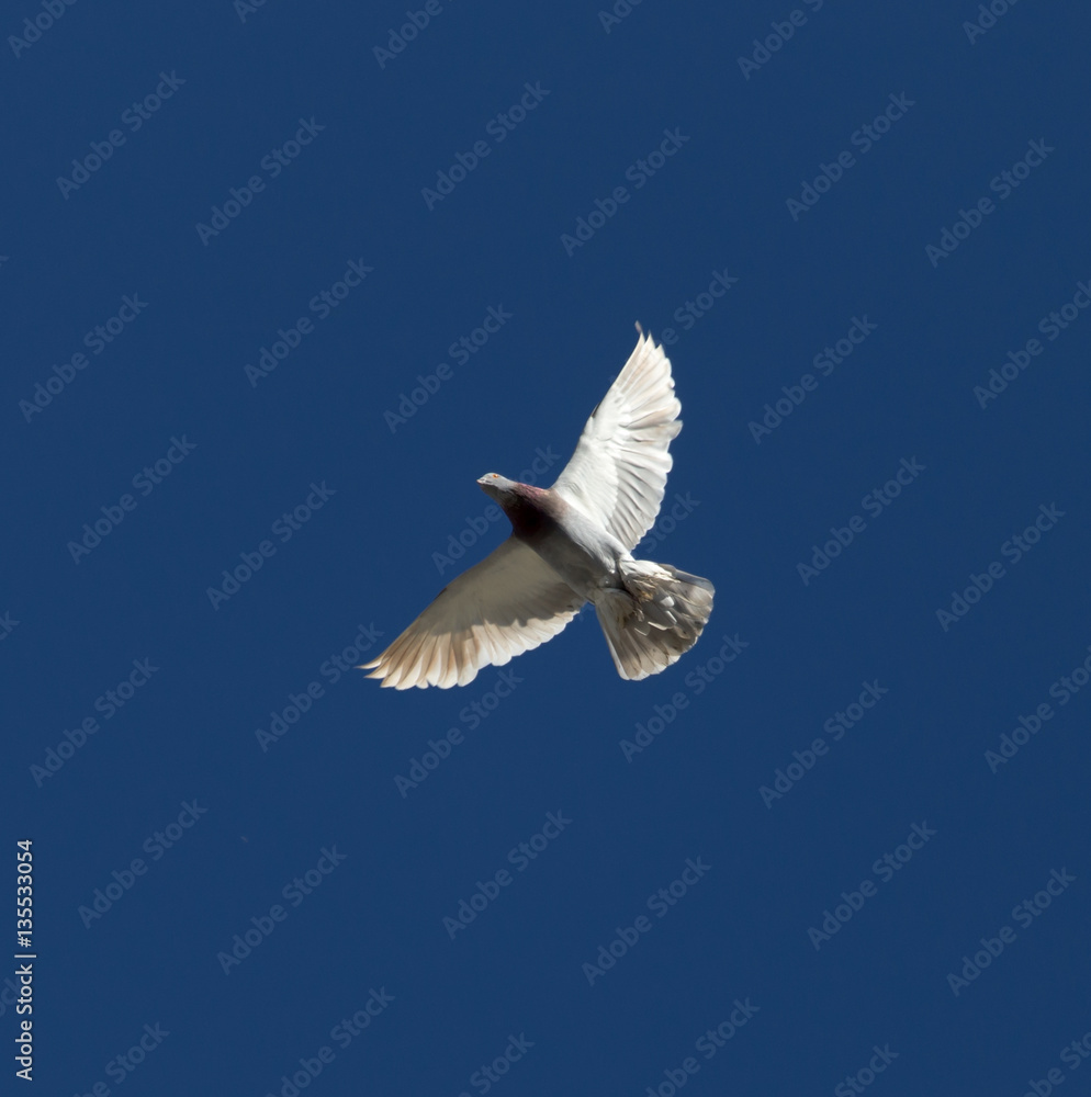 Obraz premium One pigeon in flight against a blue sky