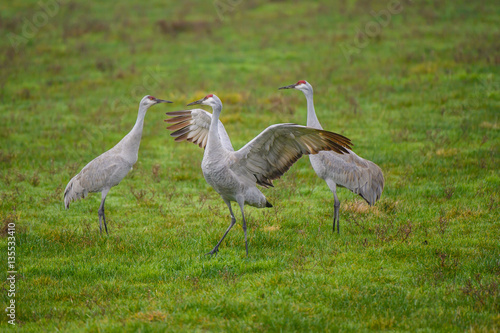Sandhill Cranes in courtship dance on green meadow
