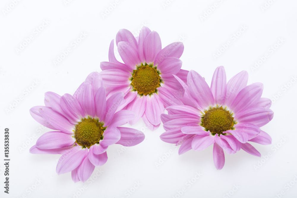 young pink chrysanthemum flower isolated on white young pink chrysanthemum flower isolated on white
