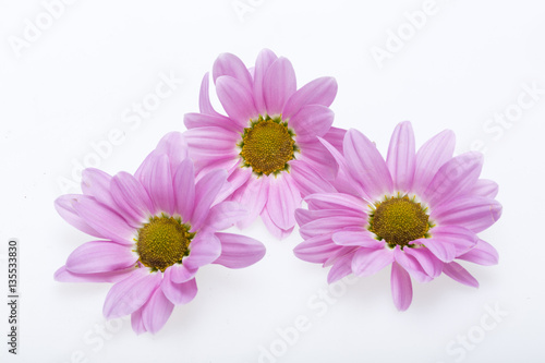 young pink chrysanthemum flower isolated on white