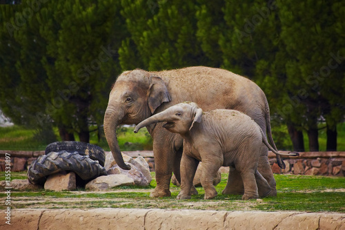 Cute family of  elephants
