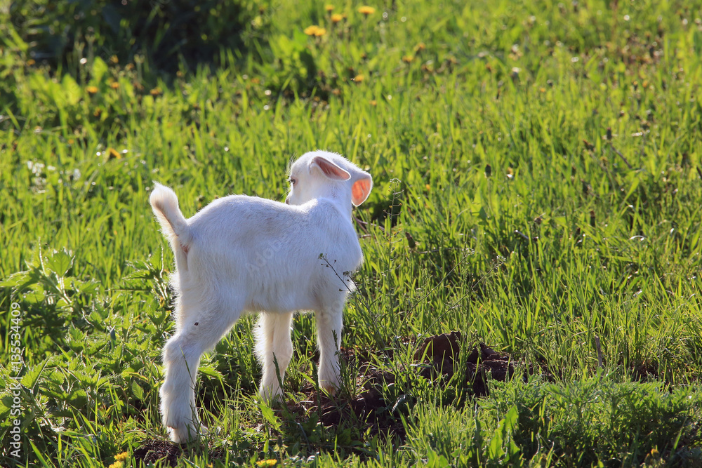 Obraz premium goatling on a meadow