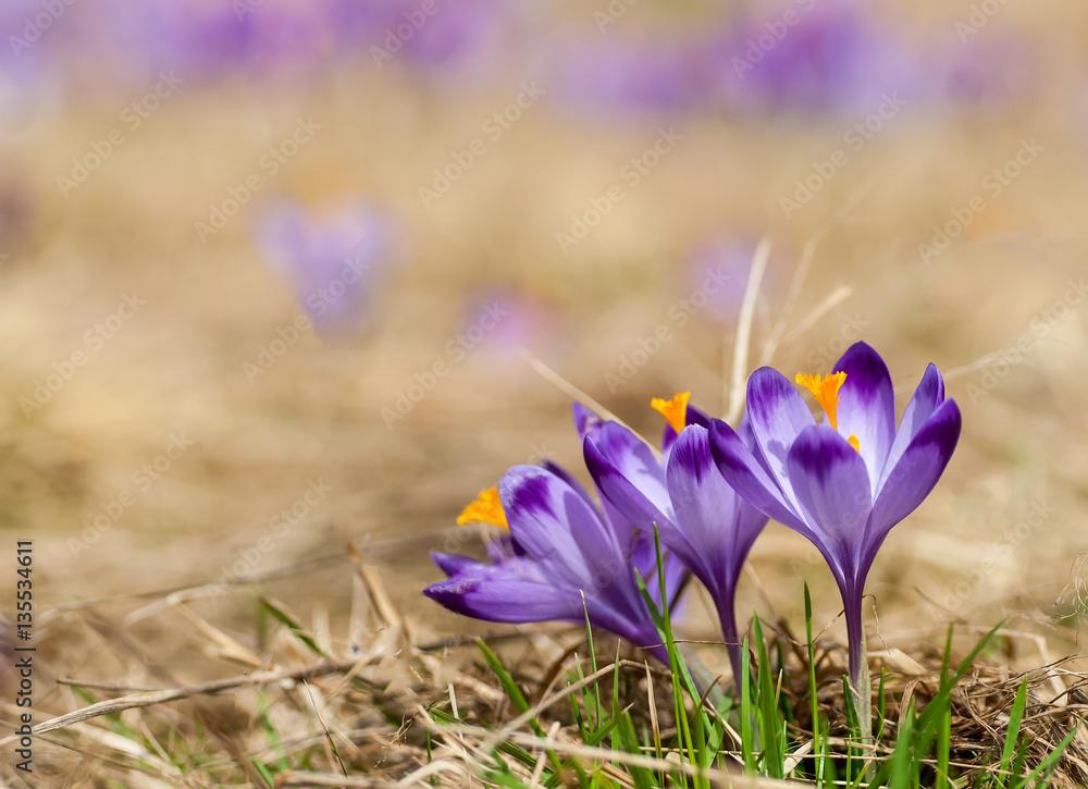 Purple crocus flowers blooming on spring meadow Purple crocus flowers blooming on spring meadow