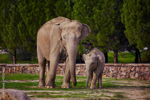 Mother and baby elephants