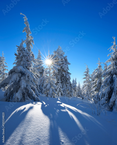 Untouched Winter Landscape, Spruce Tree Forest Covered by Snow, bright sunshine, blue sky
