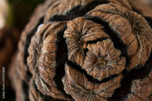 Pine cone in close-up © Shasim