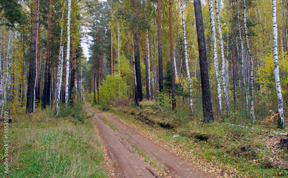 autumn forest