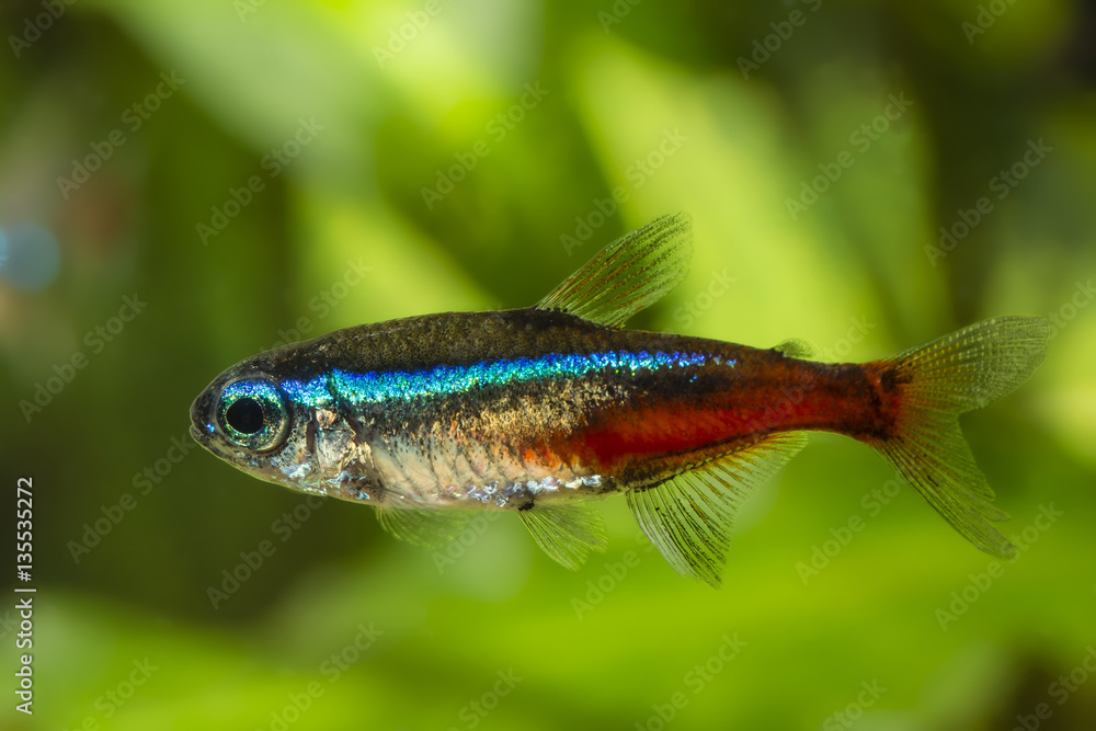 Neon Tetra blue freshwater fish. Neon Tetra blue freshwater fish.