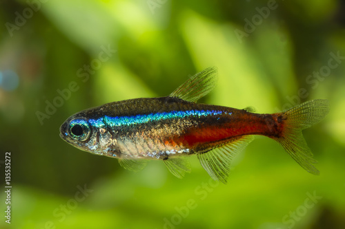 Neon Tetra blue freshwater fish.